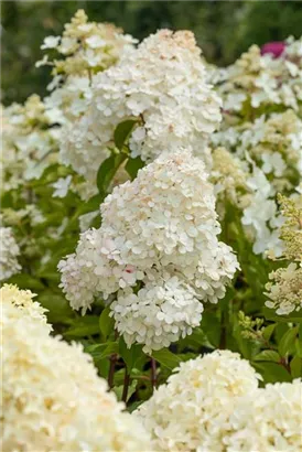 Rispenhortensie 'Vanille Fraise' -R- - Hydrangea paniculata 'Vanille-Fraise' -R-