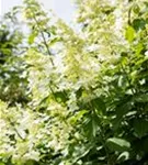 Rispenhortensie 'Vanille Fraise' -R- - Hydrangea paniculata 'Vanille-Fraise' -R-