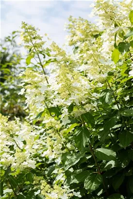 Rispenhortensie 'Vanille Fraise' -R- - Hydrangea paniculata 'Vanille-Fraise' -R-