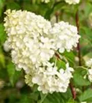 Rispenhortensie 'Vanille Fraise' -R- - Hydrangea paniculata 'Vanille-Fraise' -R-