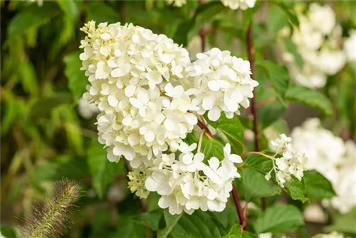 Rispenhortensie 'Vanille Fraise' -R- - Hydrangea paniculata 'Vanille-Fraise' -R-