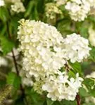 Rispenhortensie 'Vanille Fraise' -R- - Hydrangea paniculata 'Vanille-Fraise' -R-