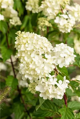 Rispenhortensie 'Vanille Fraise' -R- - Hydrangea paniculata 'Vanille-Fraise' -R-