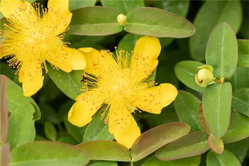 Kelchiges Johanniskraut - Hypericum calycinum