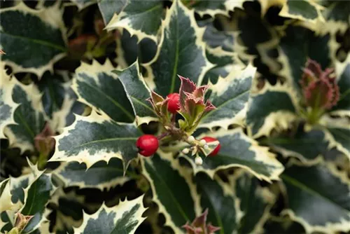 Weißbunte Stechpalme 'Argentea Marginata' - Ilex aquif.'Argentea Marginata'