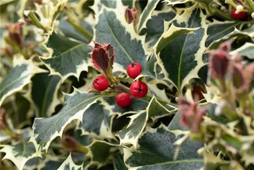 Weißbunte Stechpalme 'Argentea Marginata' - Ilex aquif.'Argentea Marginata'