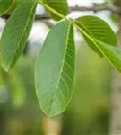 Echte Walnuss - Juglans regia - Baum