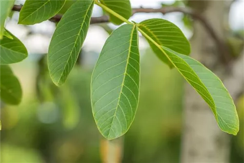 Echte Walnuss - Juglans regia - Baum