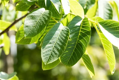 Echte Walnuss - Juglans regia - Baum