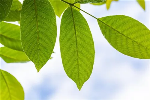 Echte Walnuss - Juglans regia - Baum