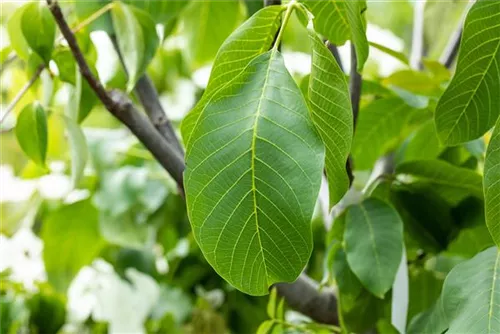 Echte Walnuss - Juglans regia - Baum