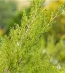 Strauchwacholder 'Mint Julep' - Juniperus media 'Mint Julep'