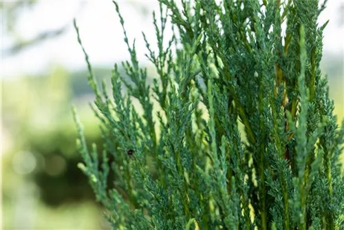 Virginischer Wacholder 'Blue Arrow' - Juniperus scopulorum 'Blue Arrow' - Heckenpflanzen