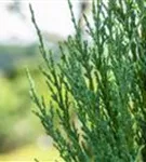 Virginischer Wacholder 'Blue Arrow' - Juniperus scopulorum 'Blue Arrow' - Heckenpflanzen