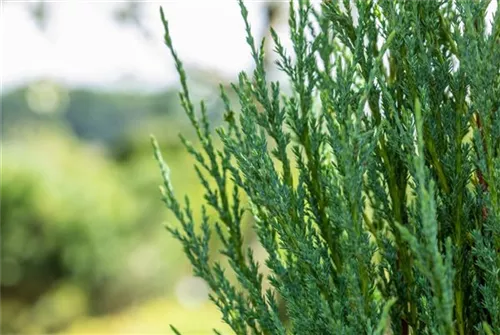 Virginischer Wacholder 'Blue Arrow' - Juniperus scopulorum 'Blue Arrow' - Heckenpflanzen