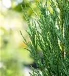 Virginischer Wacholder 'Blue Arrow' - Juniperus scopulorum 'Blue Arrow' - Heckenpflanzen