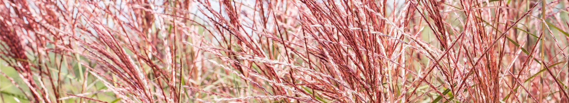 Ziergräser im Garten sind vielfältig einsetzbar 