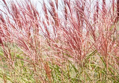 Ziergräser im Garten sind vielfältig einsetzbar 