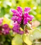 Gefleckte Garten-Taubnessel - Lamium maculatum 'Beacon Silver'