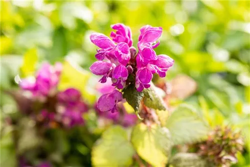 Gefleckte Garten-Taubnessel - Lamium maculatum 'Beacon Silver'