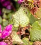 Gefleckte Garten-Taubnessel - Lamium maculatum 'Beacon Silver'