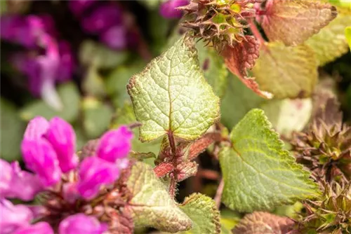 Gefleckte Garten-Taubnessel - Lamium maculatum 'Beacon Silver'