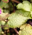 Gefleckte Garten-Taubnessel - Lamium maculatum 'Beacon Silver'