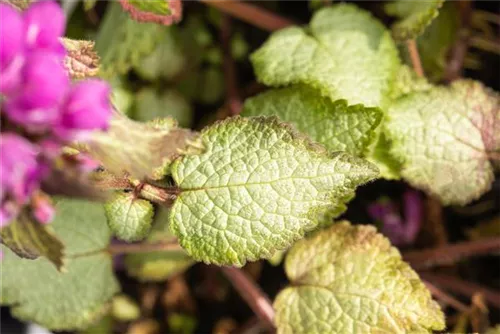 Gefleckte Garten-Taubnessel - Lamium maculatum 'Beacon Silver'