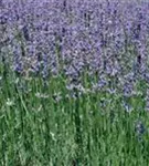 Bastard-Garten-Lavendel - Lavandula angustifolia 'Grappenhall'