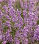 Blauviolettblühender Lavendel - Lavandula angustifolia 'Munstead'