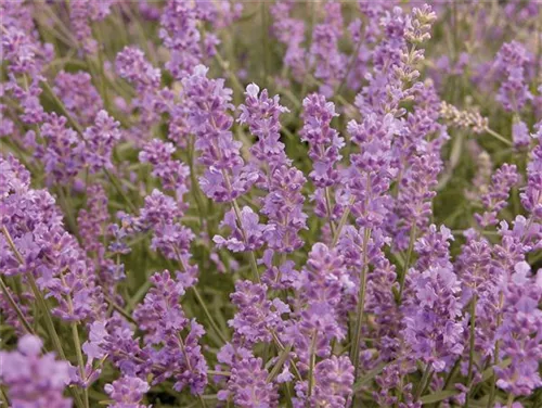 Blauviolettblühender Lavendel - Lavandula angustifolia 'Munstead'