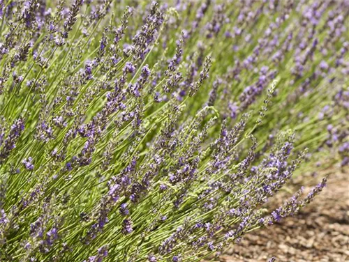 Bastard-Garten-Lavendel - Lavandula x intermedia 'Grosso'