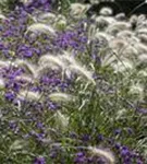 Asiatisches Federborstengras - Pennisetum alopecuroides, gen.