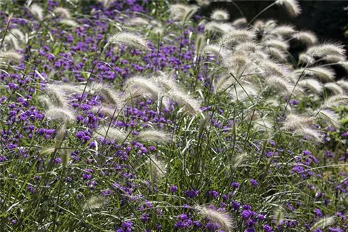 Asiatisches Federborstengras - Pennisetum alopecuroides, gen.