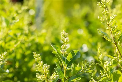 Ovalblättr.Liguster - Ligustrum ovalifolium - Heckenelemente