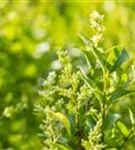 Ovalblättr.Liguster - Ligustrum ovalifolium - Heckenelemente