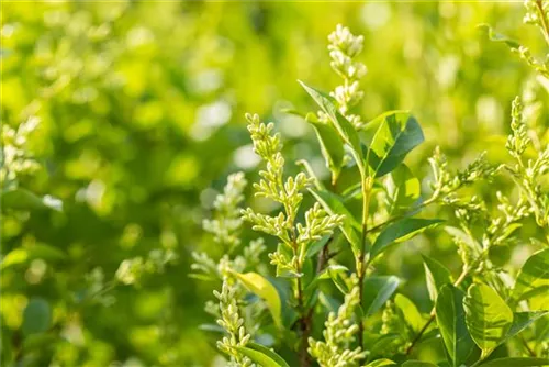 Ovalblättr.Liguster - Ligustrum ovalifolium - Heckenelemente