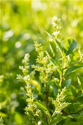 Ovalblättr.Liguster - Ligustrum ovalifolium - Heckenelemente