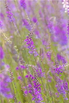 Purpurblütiges Leinkraut - Linaria purpurea