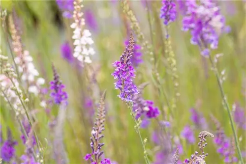 Purpurblütiges Leinkraut - Linaria purpurea