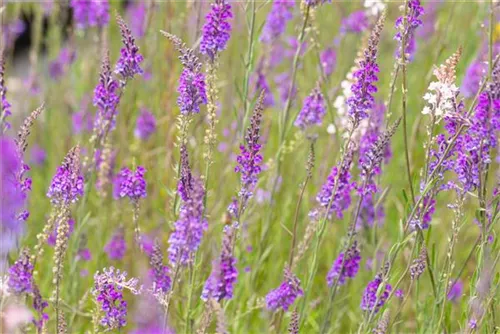 Purpurblütiges Leinkraut - Linaria purpurea