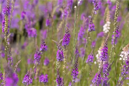 Purpurblütiges Leinkraut - Linaria purpurea