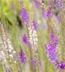 Purpurblütiges Leinkraut - Linaria purpurea