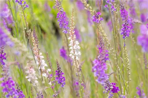 Purpurblütiges Leinkraut - Linaria purpurea