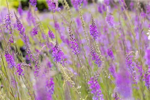 Purpurblütiges Leinkraut - Linaria purpurea