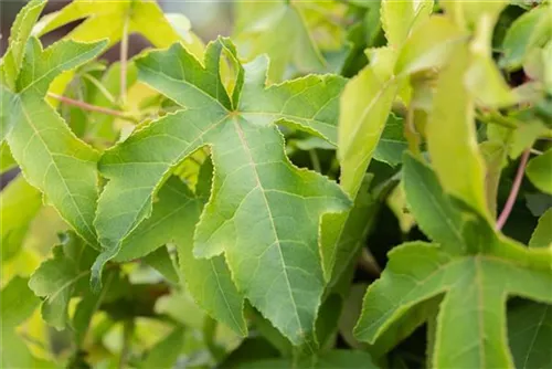 Amerikanischer Amberbaum - Liquidambar styraciflua - Formgehölze