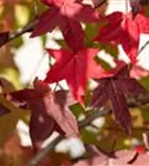 Amerikanischer Amberbaum - Liquidambar styraciflua - Formgehölze