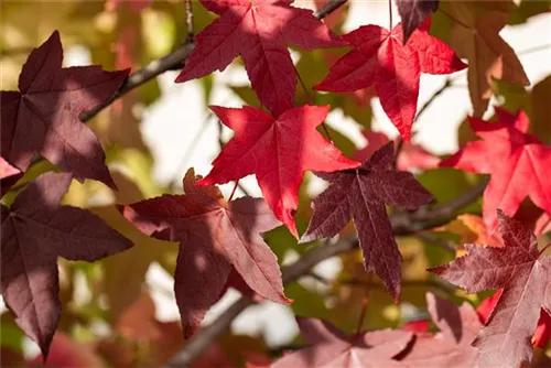 Amerikanischer Amberbaum - Liquidambar styraciflua - Formgehölze