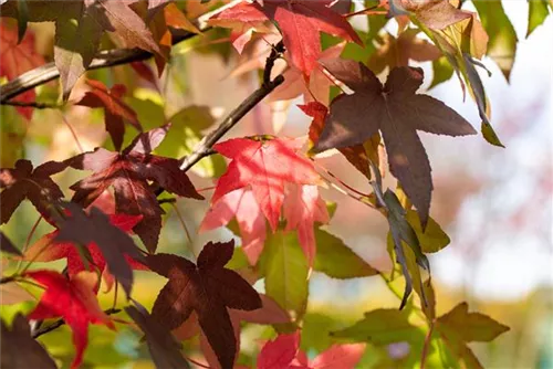 Amerikanischer Amberbaum - Liquidambar styraciflua - Formgehölze