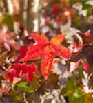 Amerikanischer Amberbaum - Liquidambar styraciflua - Formgehölze